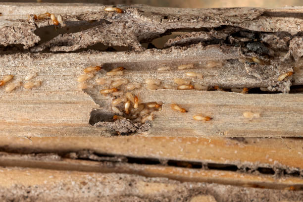  Del Rio, CA Pest Control Pros